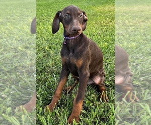 Doberman Pinscher Puppy for sale in POMEROY, OH, USA