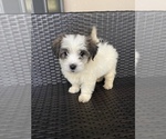 Small Photo #5 Morkie Puppy For Sale in HOLLYWOOD, FL, USA