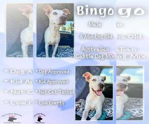 Mutt Dogs for adoption in Jacksonville, NC, USA