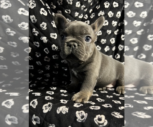 Medium Photo #12 French Bulldog Puppy For Sale in CLIFTON, NJ, USA