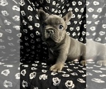 Small Photo #12 French Bulldog Puppy For Sale in CLIFTON, NJ, USA