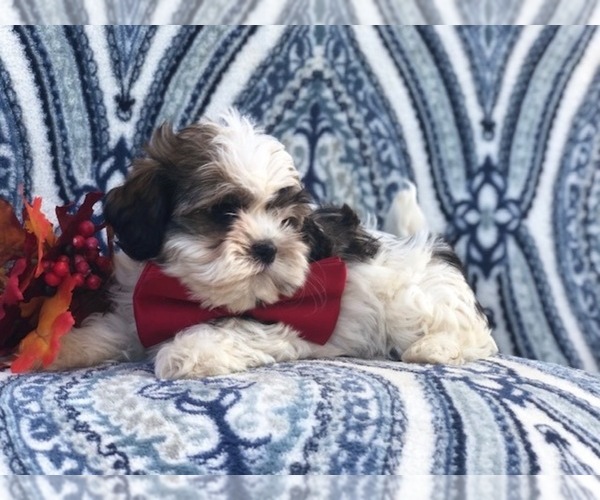 Medium Photo #5 Zuchon Puppy For Sale in LAKELAND, FL, USA