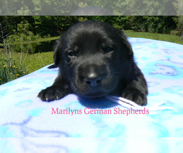Medium Photo #3 German Shepherd Dog Puppy For Sale in PIEDMONT, MO, USA