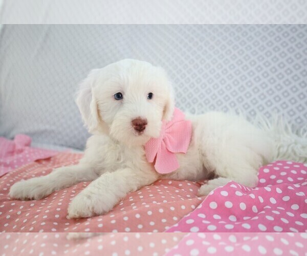 Medium Photo #2 Poodle (Miniature)-Sheepadoodle Mix Puppy For Sale in SHIPSHEWANA, IN, USA