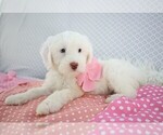 Small Photo #2 Poodle (Miniature)-Sheepadoodle Mix Puppy For Sale in SHIPSHEWANA, IN, USA