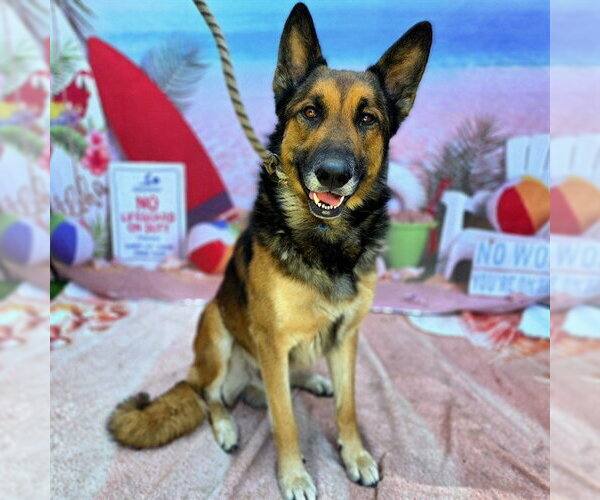 Medium Photo #1 German Shepherd Dog Puppy For Sale in Long Beach, CA, USA