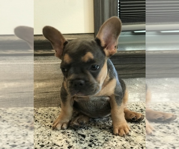 Medium Photo #8 French Bulldog Puppy For Sale in PEMBROKE, KY, USA