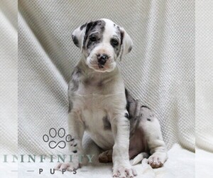 Great Dane Puppy for sale in LITITZ, PA, USA