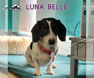 Luna Belle - Female Dachshund Dog for Adoption - Photo #10