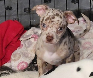 Chihuahua Puppy for sale in BLUE RIVER, WI, USA