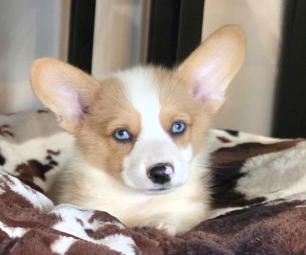 Medium Photo #1 Pembroke Welsh Corgi Puppy For Sale in MILTON, WI, USA