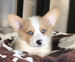 Image preview for Ad Listing. Nickname: Red Merle Blue