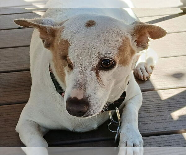 Medium Photo #10 Jack Chi Puppy For Sale in San Francisco, CA, USA