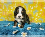Small Photo #5 Bernedoodle Puppy For Sale in COLORADO SPRINGS, CO, USA