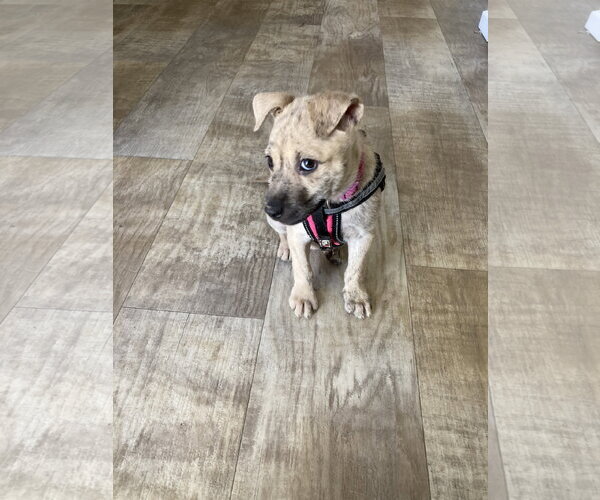 Medium Photo #8 Mutt Puppy For Sale in San Diego, CA, USA