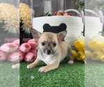 Small #3 Chihuahua