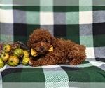 Small Photo #4 Poodle (Toy) Puppy For Sale in GLEN ROCK, PA, USA