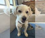 Small Mutt