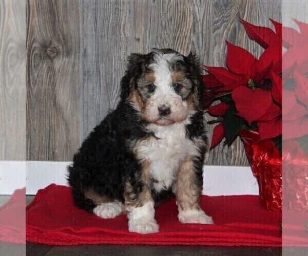Medium Photo #1 Bernedoodle Puppy For Sale in HONEY BROOK, PA, USA
