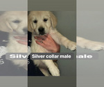 Small Photo #3 Golden Retriever Puppy For Sale in BRISTOL, VT, USA