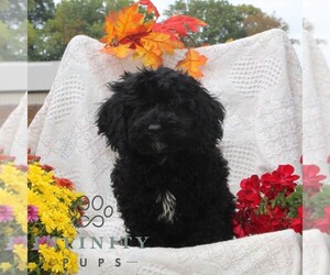 Cavapoo Puppy for Sale in RISING SUN, Maryland USA