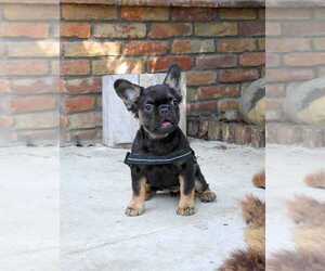 French Bulldog Puppy for sale in MIAMI, FL, USA