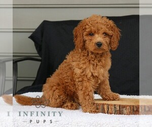 Goldendoodle (Miniature) Puppy for sale in NARVON, PA, USA