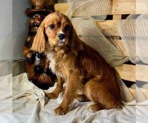 Golden Cavalier Puppy for sale in TUSCOLA, IL, USA