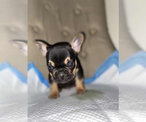 Medium Photo #7 French Bulldog Puppy For Sale in MONEE, IL, USA