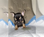 Small Photo #7 French Bulldog Puppy For Sale in MONEE, IL, USA