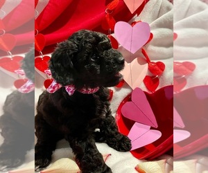 F2 Aussiedoodle-Poodle (Toy) Mix Puppy for sale in BROOKS, GA, USA