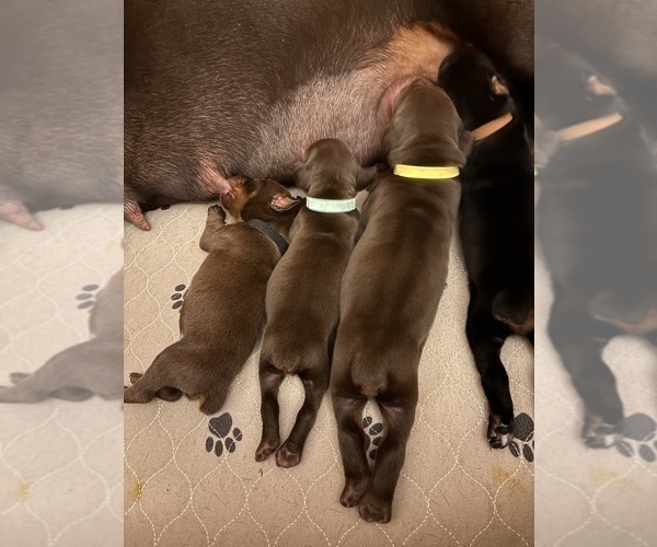 Medium Photo #13 Doberman Pinscher Puppy For Sale in MACOMB TOWNSHIP, MI, USA