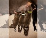 Small Photo #49 Doberman Pinscher Puppy For Sale in MACOMB TOWNSHIP, MI, USA