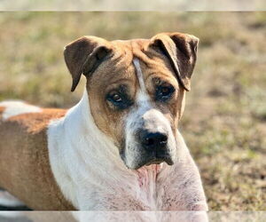 Wally - Male Mutt Dog for Adoption - Photo #4