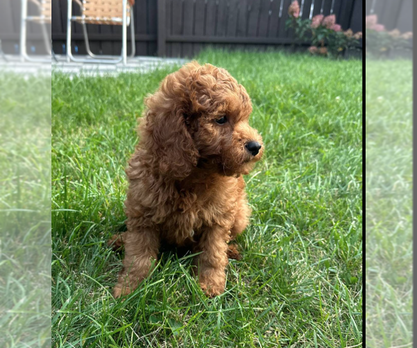 Medium Photo #5 Goldendoodle (Miniature) Puppy For Sale in MILWAUKEE, WI, USA