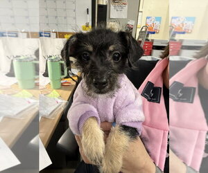 Mutt Dogs for adoption in Mundelein, IL, USA