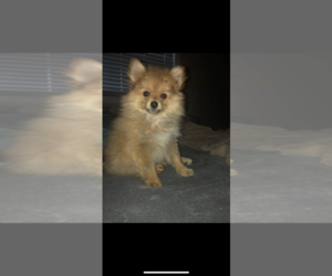 Pomeranian Puppy for sale in SAND SPRINGS, OK, USA