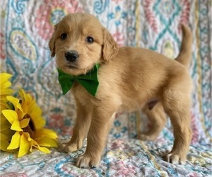 Golden Retriever Puppy for sale in LANCASTER, PA, USA