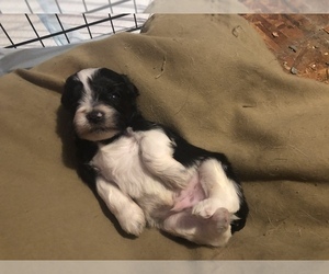 Schnauzer (Miniature) Puppy for sale in MICHIGANTOWN, IN, USA
