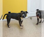 Small #8 American Pit Bull Terrier
