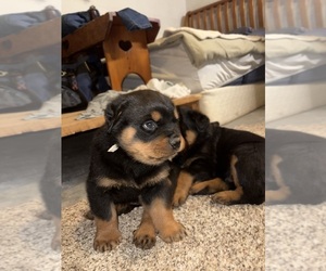 Rottweiler Puppy for sale in MARION, IA, USA