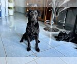 Small Basset Hound-Labrador Retriever Mix