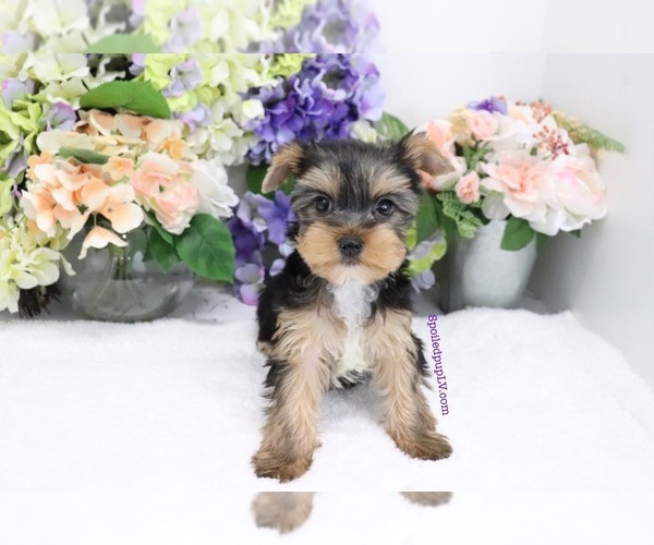 Medium Photo #2 Yorkshire Terrier Puppy For Sale in LAS VEGAS, NV, USA