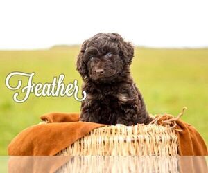 Aussiedoodle Puppy for Sale in CARLOTTA, California USA