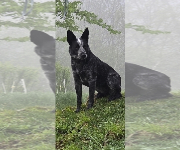 Medium Photo #1 Australian Cattle Dog Puppy For Sale in WATERBURY, VT, USA
