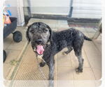 Small #1 Poodle (Standard)