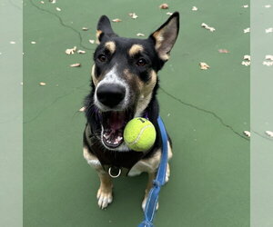Poo Fighter - Male Siberian Husky-Unknown Mix Dog for Adoption - Photo #5
