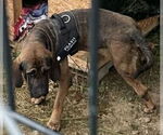 Small #2 Fila Brasileiro