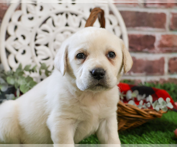 Medium Photo #3 Labrador Retriever Puppy For Sale in SYRACUSE, IN, USA