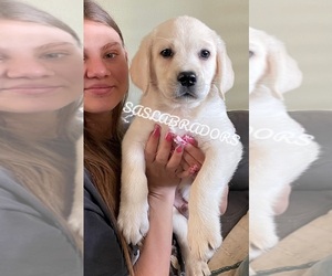 Labrador Retriever Puppy for sale in PINON HILLS, CA, USA